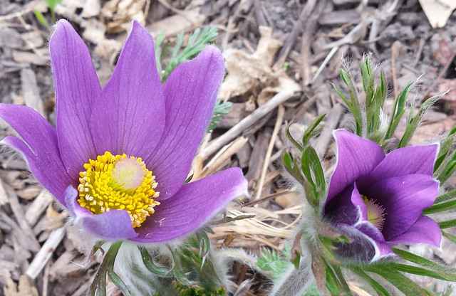 large purple flower near the ground and another beginning to open