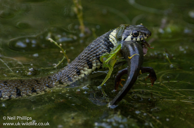 Grass snake eating great crested newt-12