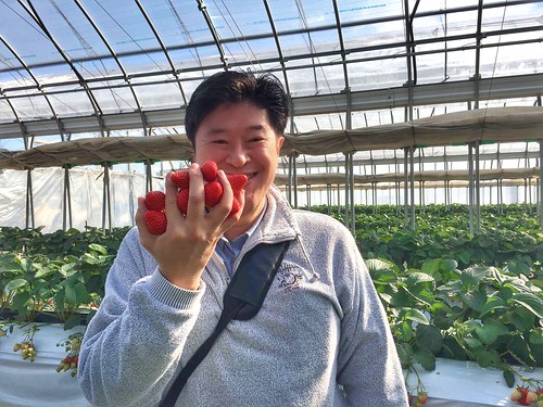 Wakakoさんphoto polepole farm strawberry picking 27