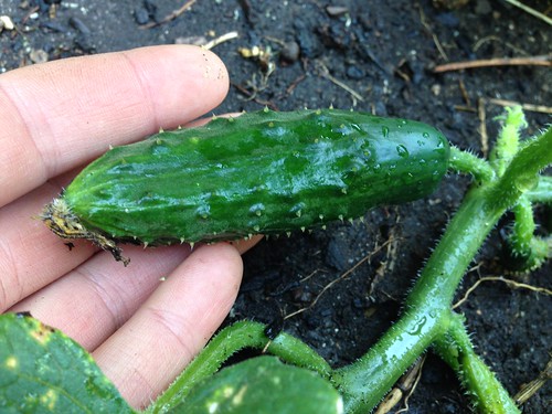 First cucumber!