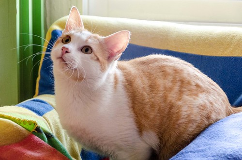 Víctor, gatito blanco y naranja muy dulce esterilizado, nacido en Agosto´16, en adopción. Valencia. ADOPTADO. 32258925973_6379ded8f0