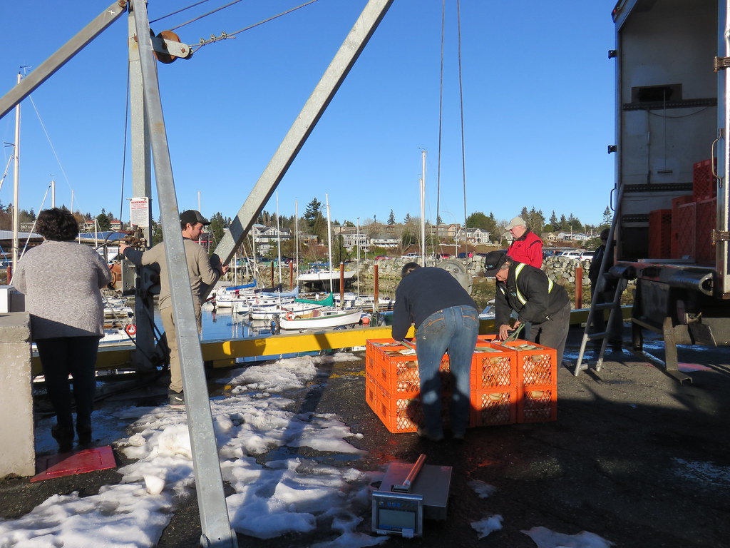 Loading and Weighing Geoducks
