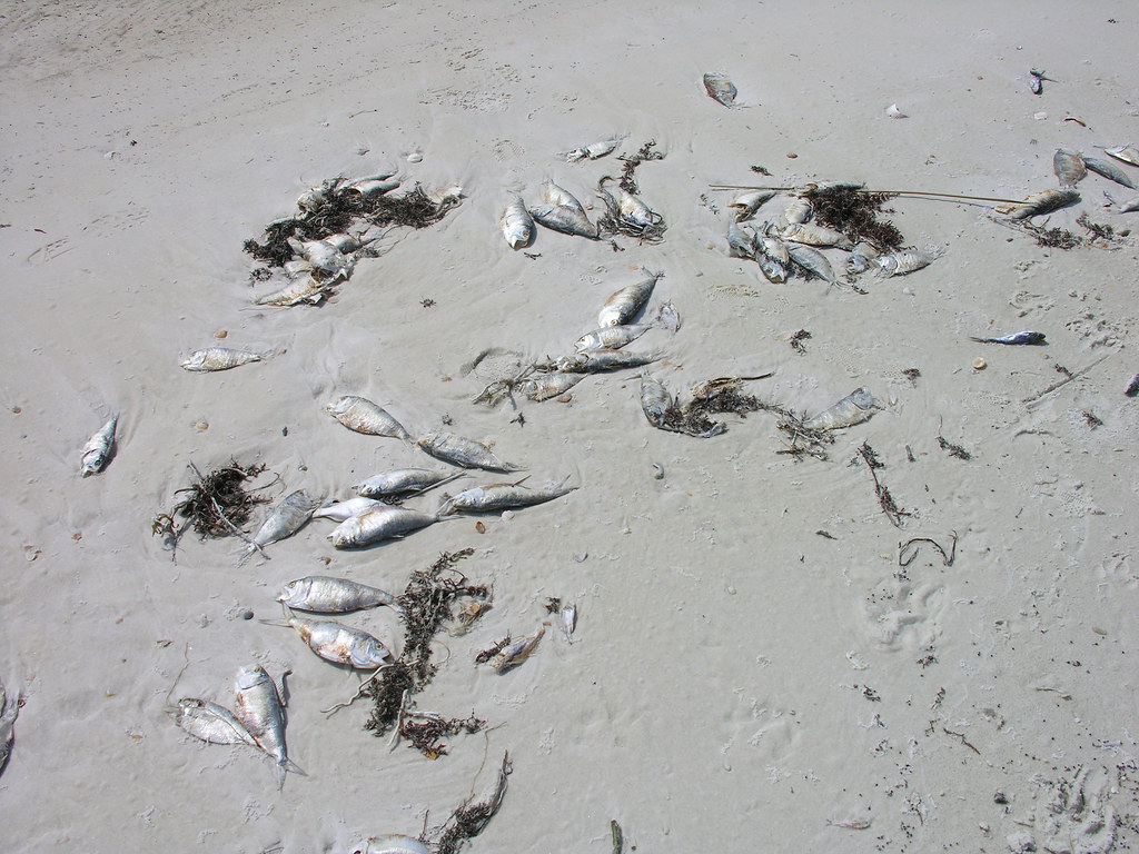 Red Tide in Gulf of Mexico - Dead Fish on Beach | My birthda… | Flickr