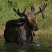 Sad Moose | Flickr - Photo Sharing!