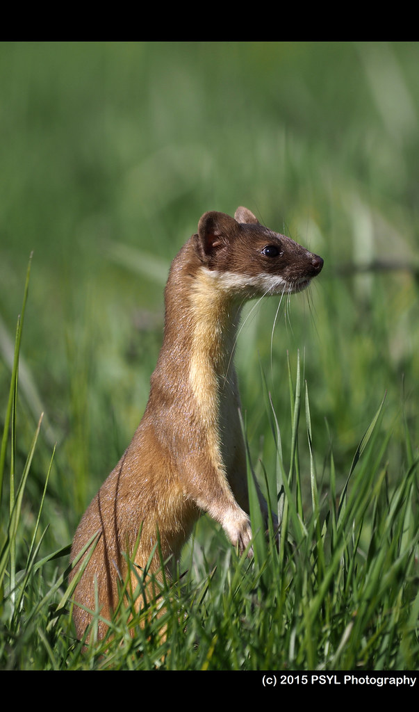 Long-tailed weasel (Mustela frenata)