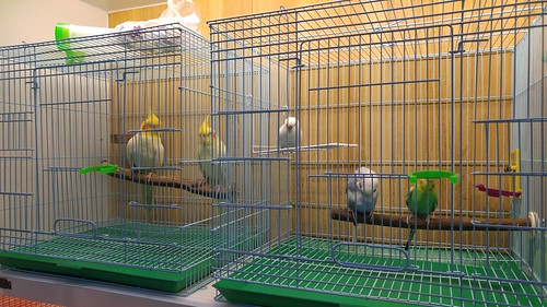板橋寵物鳥世界寄宿