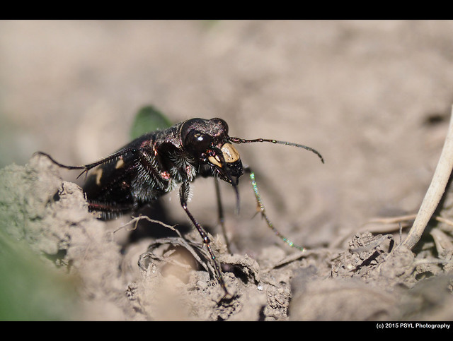 Boreal Long-lipped Tiger Beetle (Cicindela longilabris laurentii)