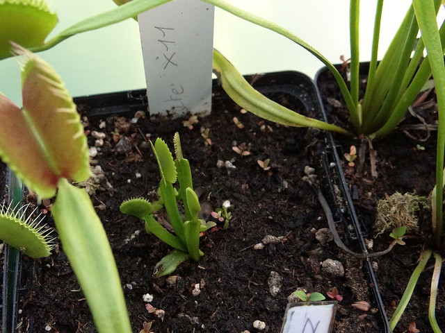 Dionaea muscipula 'Dentate X11'