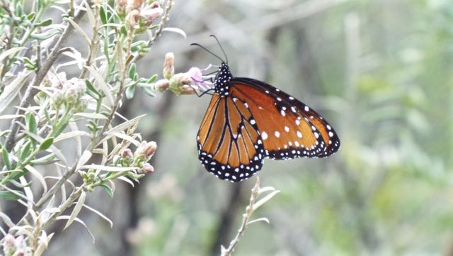 Queen Butterfly, Mesilla Valley Bosque