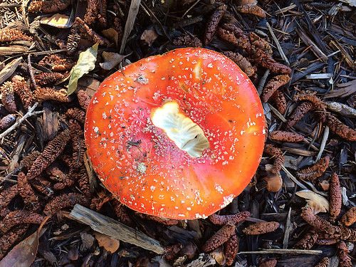 Amanita muscaria mushroom - IMG_9281