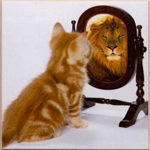 Cat-sees-lion-mirror-500x500