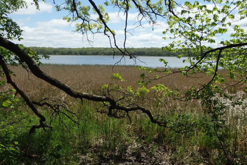 small sliver of lake in the distance, lots of brown cattails before that, tree branches framing the photo