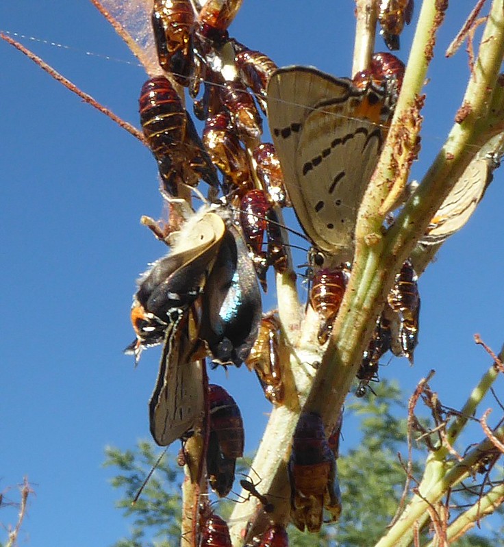 Hatching Hairstreak Butterflies