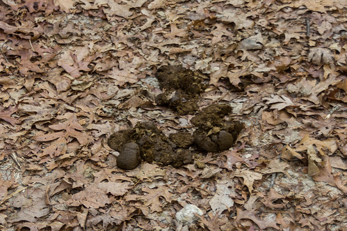 Horse poop on the trail