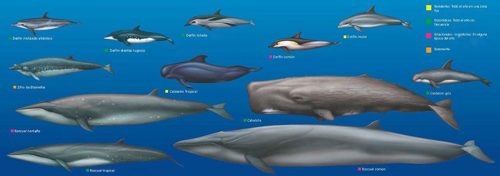 delfines y ballenas en Tenerife