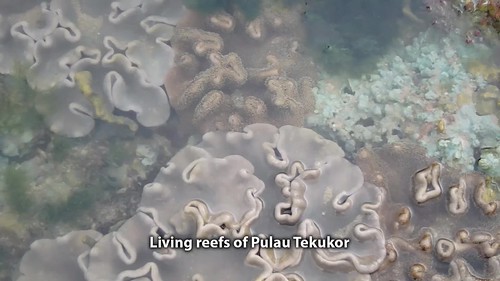 Living reefs of Pulau Tekukor