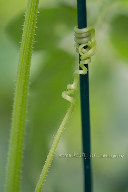 daisyjane photography cucumber curly arm garden 10a web