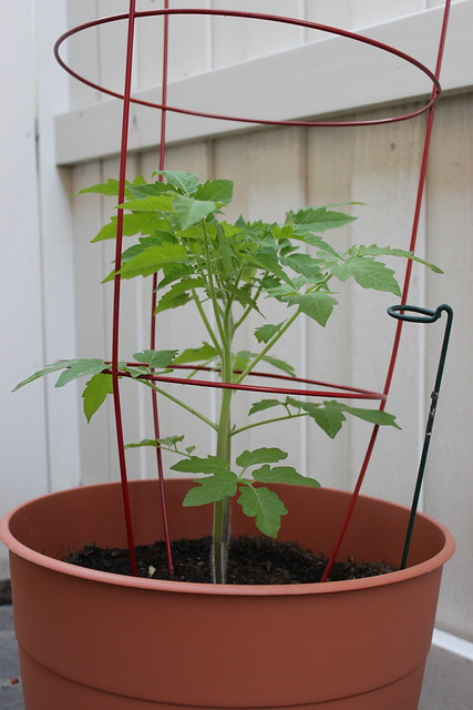 Tomato Plant 6/2015