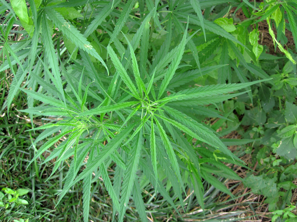 Cannabis sativa (marijuana plants) (Manhattan, Kansas, USA ...