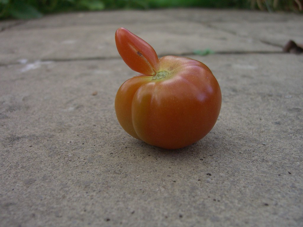 Tomato Penis 83