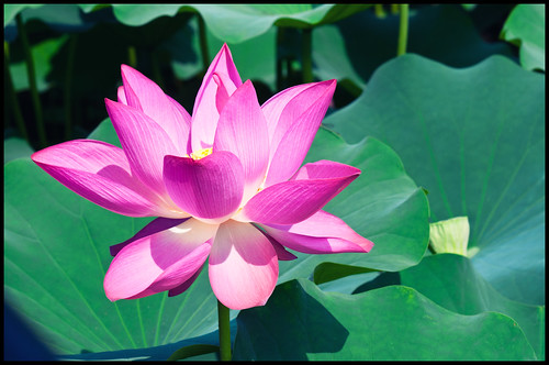 Lotus in Jhongsing Village