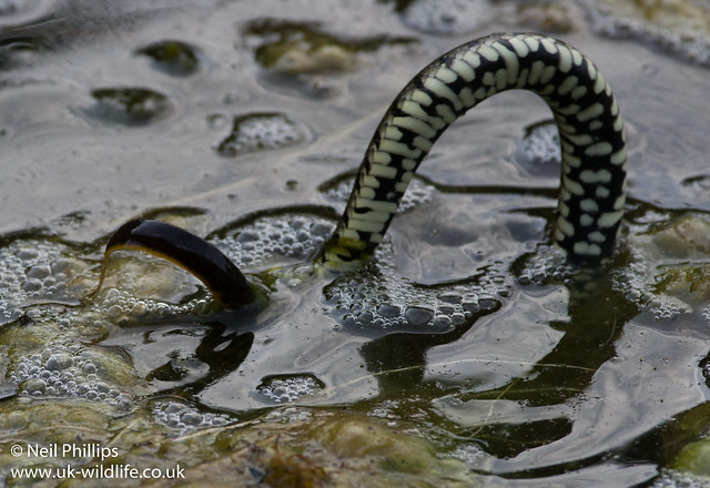 Grass snake eating great crested newt-5
