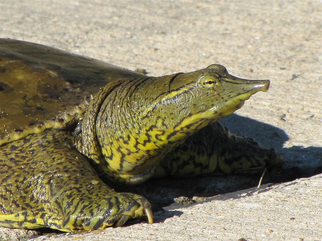 Eastern Softshell Turtle on 06-16-10 in Normal, IL 03