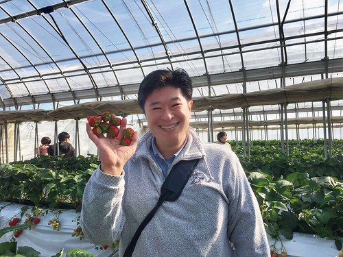 Wakakoさんphoto polepole farm strawberry picking 28