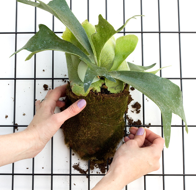 DIY Modern Staghorn Fern | click through for the tutorial and care tips!