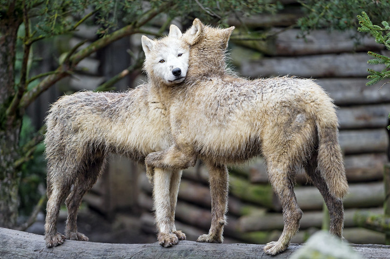 Two young arctic wolves hugging