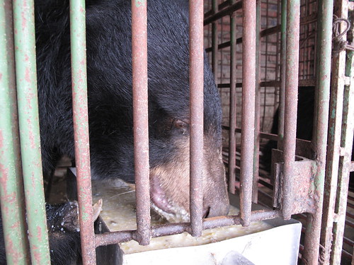 Moon bear Angelica in her cage on Nhuong bear bile farm
