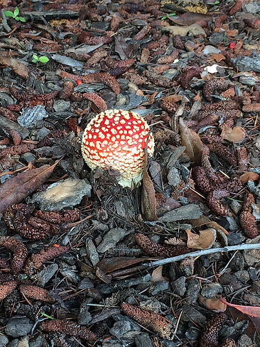 Amanita muscaria mushroom - IMG_9985