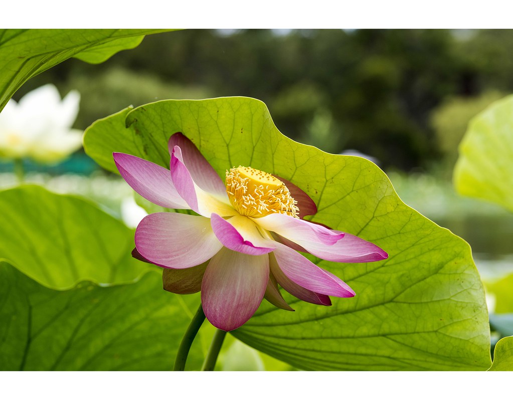 Lotus Flower Garden Near Me - Garden Design