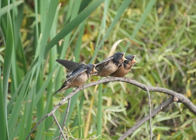 Baby Barn swallows