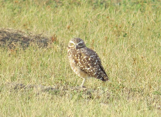 Burrowing Owl in The Badlands National Park in South Dakota 30
