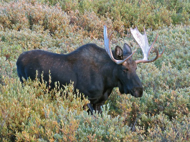 Moose in Sheridan County, WY 12