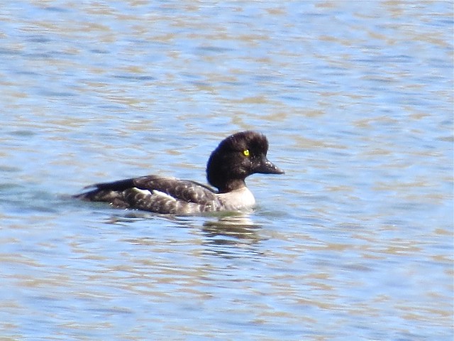 Barrow's Goldeneye near Trout Creek at Yellowstone National Park in Park County, WY