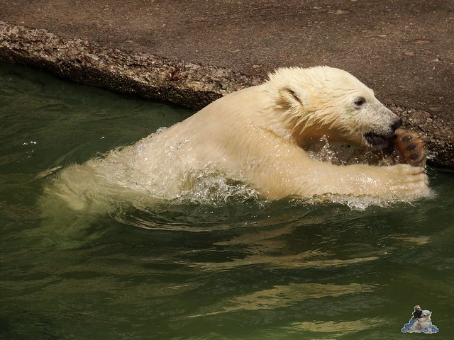 Eisbär Fiete im Zoo Rostock 20.06.2015  33