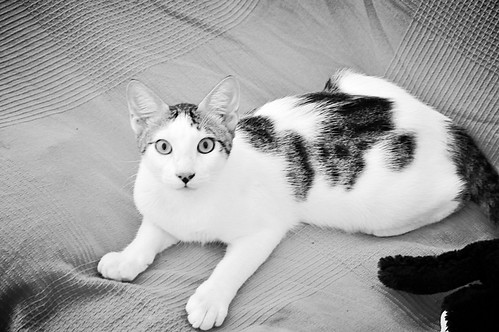 Abel, gatito blanco y pardo cariñoso y activo esterilizado, nacido en Marzo´15, en adopción. Valencia. ADOPTADO. 20162395870_67342cc3ab