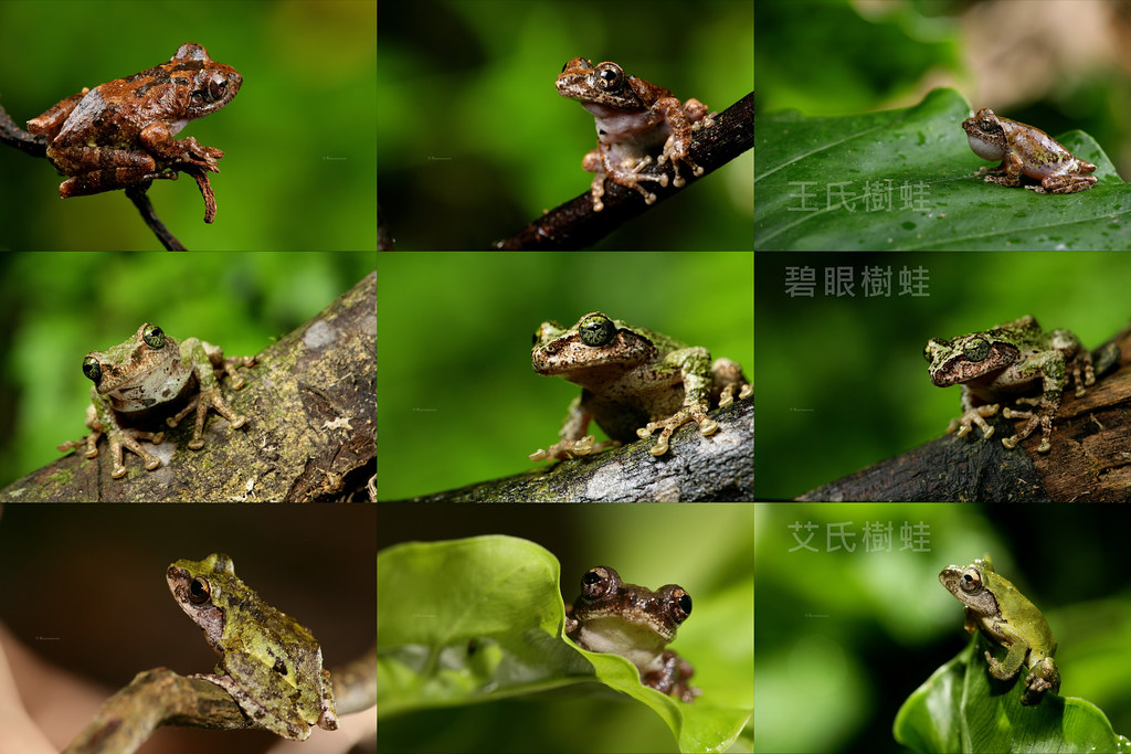 原趾樹蛙-50-浮水印