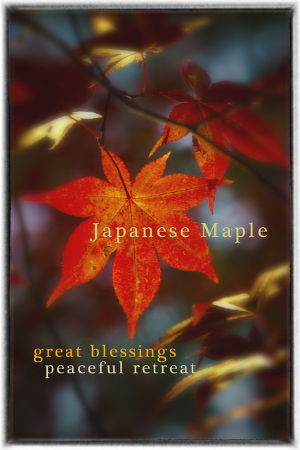 IMG_2057 Japanese Maple