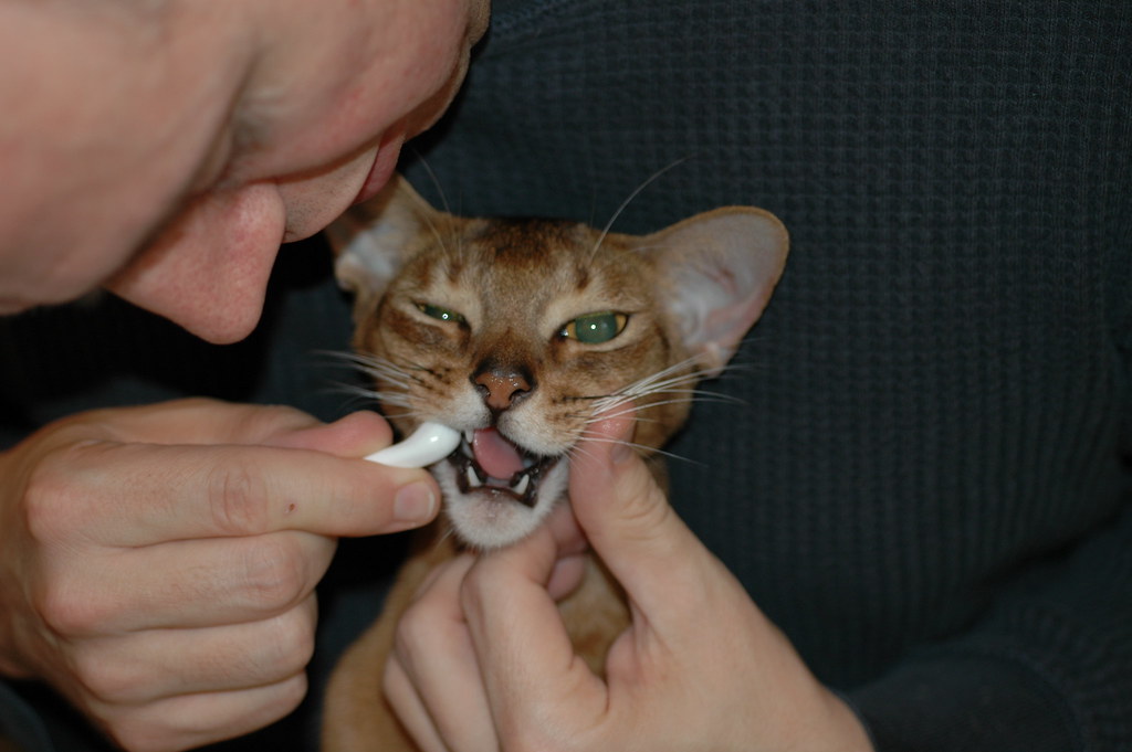 Image result for brushing teeth cat teeth