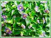 Exacum affine (Persian Violet, Exacum Persian Violet)