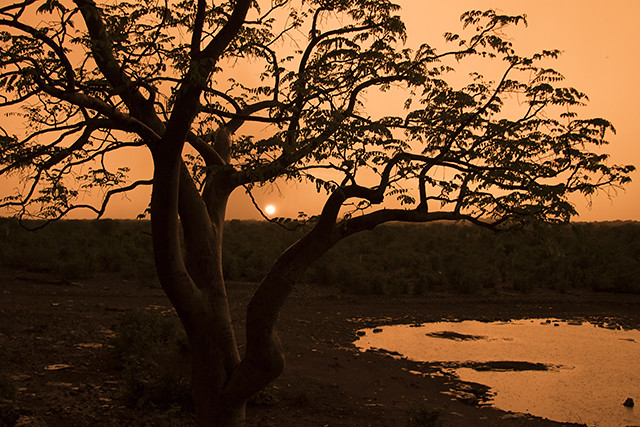 NAMIBIA & KRUGER por libre: 21 días Very WILD - Blogs de Africa Sur - Parque Nacional ETOSHA (40)