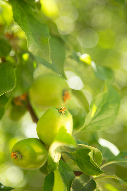 Garden - Baby Green Apple