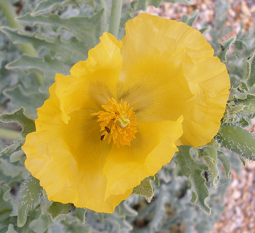 Yellow Horned Poppy 2