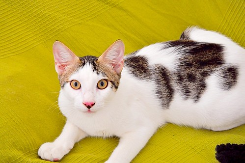 Abel, gatito blanco y pardo cariñoso y activo esterilizado, nacido en Marzo´15, en adopción. Valencia. ADOPTADO. 20162395890_88c50092b9
