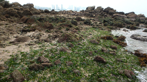 Sickle seagrass (Thalassia hemprichi)