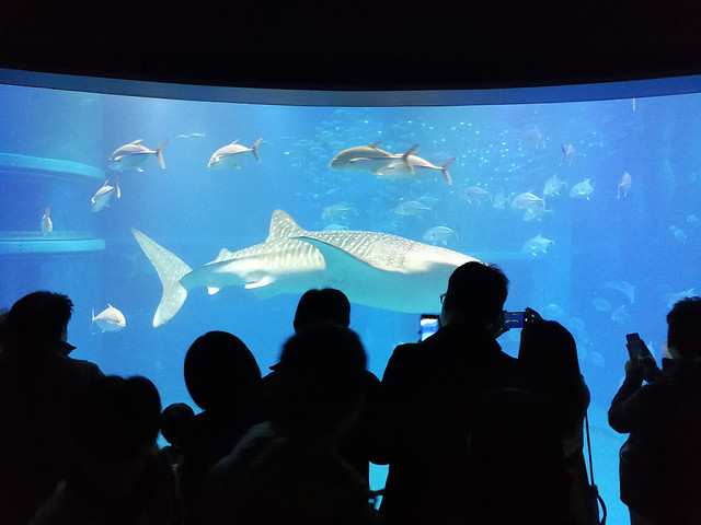 The plexiglass aquarium is certainly impressive...IF you have never been to SEA Aquarium. But it is a nice visit pity the horde of people inside.
