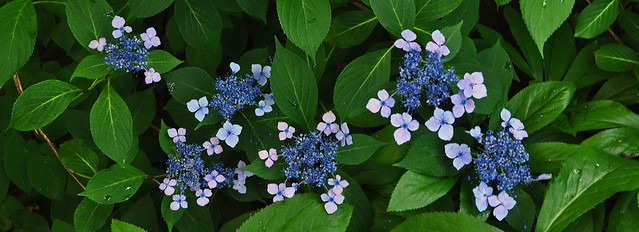Hydrangea macrophylla serrata 'Bluebird'